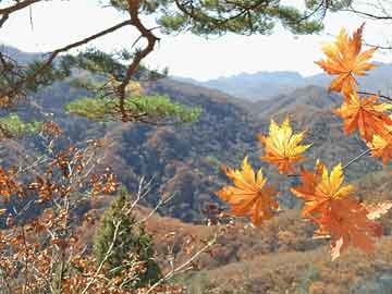 澳門(mén)一肖一碼100%期期精準(zhǔn)/98期|清新釋義解釋落實(shí),澳門(mén)一肖一碼，揭秘精準(zhǔn)預(yù)測(cè)與清新釋義的落實(shí)之道