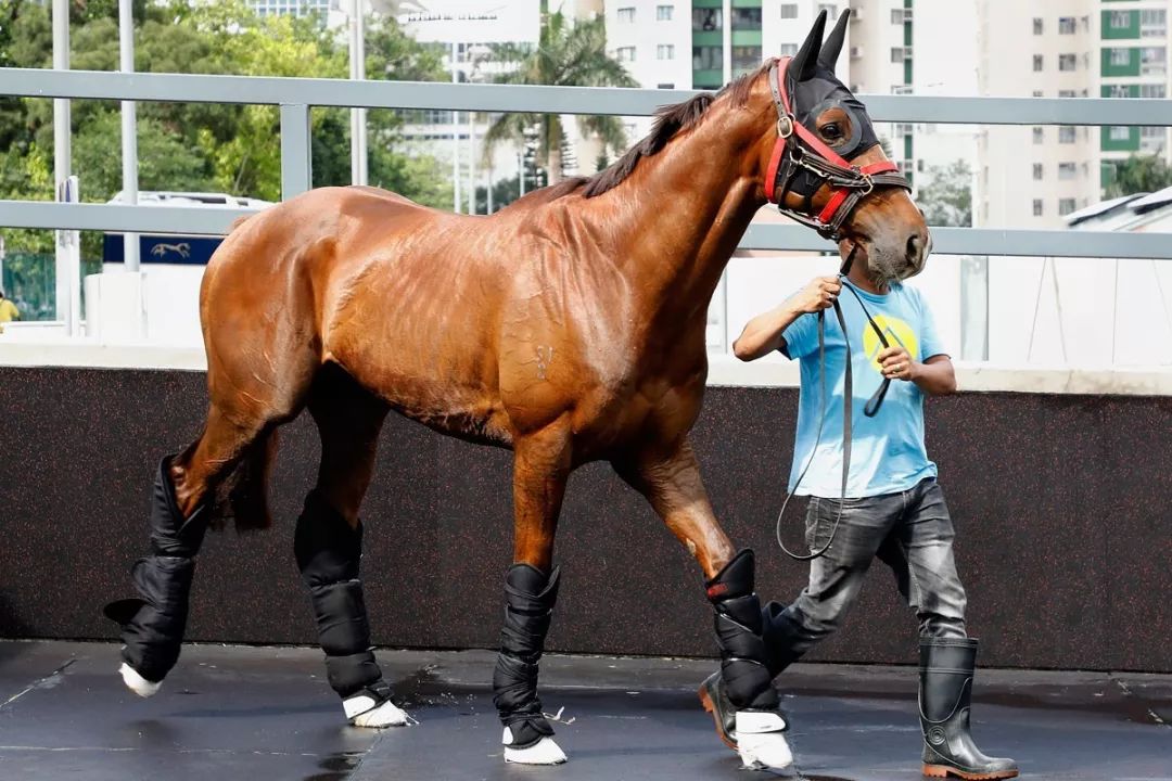 今晚澳門特馬開什么今晚四不像,今晚澳門特馬開什么，探索未知與理性看待四不像